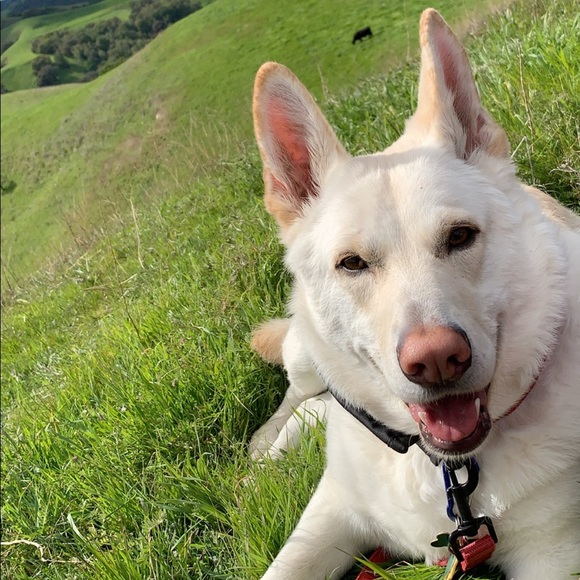 Meet your Posher, Devin - Picture 1 of 1